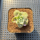 Graptoveria 'Lovely Rose' Monstrous 1" Succulent Plant Cutting