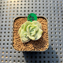Graptoveria 'Lovely Rose' Monstrous 1" Succulent Plant Cutting
