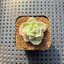 Graptoveria 'Lovely Rose' Monstrous 1" Succulent Plant Cutting