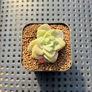 Graptoveria 'Lovely Rose' Monstrous 1" Succulent Plant Cutting