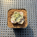 Graptoveria 'Lovely Rose' Monstrous 1" Succulent Plant Cutting