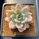 Graptoveria 'Opalina' Variegated 2"-3" Succulent Plant Cutting