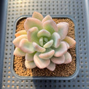 Graptoveria 'Opalina' Variegated 2"-3" Succulent Plant Cutting