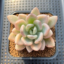 Graptoveria 'Opalina' Variegated 2"-3" Succulent Plant Cutting