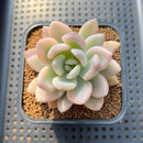 Graptoveria 'Opalina' Variegated 2"-3" Succulent Plant Cutting