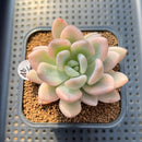 Graptoveria 'Opalina' Variegated 2"-3" Succulent Plant Cutting