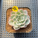 Echeveria 'Peaches & Cream' Variegated 2" Succulent Plant Cutting