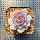 Echeveria 'Derlu' 2" Succulent Plant Cutting