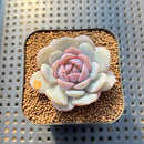 Echeveria 'Derlu' 2" Succulent Plant Cutting