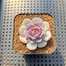 Echeveria 'Derlu' 2" Succulent Plant Cutting