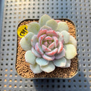 Echeveria 'Derlu' 2" Succulent Plant Cutting