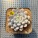 Echeveria 'Anthony Queen' 2" Succulent Plant Cutting