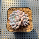 Echeveria 'Anthony Queen' 2" Succulent Plant Cutting