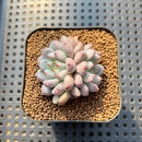 Echeveria 'Anthony Queen' 2" Succulent Plant Cutting