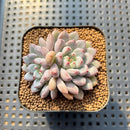 Echeveria 'Anthony Queen' 2" Succulent Plant Cutting