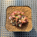 Echeveria 'Adam' 1"-2" Cluster Succulent Plant Cutting