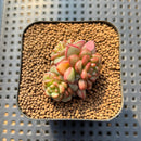 Echeveria 'Adam' 1"-2" Cluster Succulent Plant Cutting