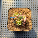 Echeveria 'Adam' 1"-2" Cluster Succulent Plant Cutting