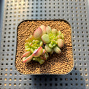 Echeveria 'Adam' 1"-2" Cluster Succulent Plant Cutting