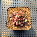 Echeveria 'Adam' 1"-2" Cluster Succulent Plant Cutting