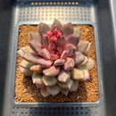 Echeveria 'Black Beauty' 3"-4" Succulent Plant Cutting
