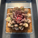 Echeveria 'Black Beauty' 3"-4" Succulent Plant Cutting