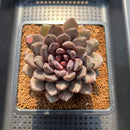 Echeveria 'Black Beauty' 3"-4" Succulent Plant Cutting