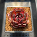 Echeveria 'Bull Demon King' 3" Succulent Plant Cutting