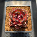 Echeveria 'Bull Demon King' 3" Succulent Plant Cutting