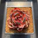 Echeveria 'Bull Demon King' 3" Succulent Plant Cutting