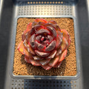 Echeveria 'Bull Demon King' 3" Succulent Plant Cutting