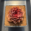 Echeveria 'Crown' 3" Succulent Plant Cutting
