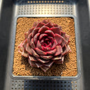 Echeveria 'Crown' 3" Succulent Plant Cutting