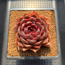 Echeveria 'Crown' 3" Succulent Plant Cutting