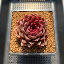 Echeveria 'Crown' 3" Succulent Plant Cutting