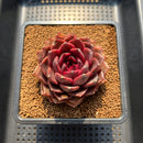 Echeveria 'Crown' 3" Succulent Plant Cutting