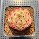 Echeveria 'Phoenix Fire' 2" Succulent Plant Cutting