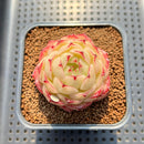 Echeveria 'Phoenix Fire' 2" Succulent Plant Cutting