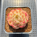 Echeveria 'Phoenix Fire' 2" Succulent Plant Cutting