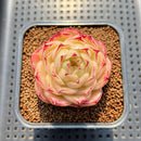 Echeveria 'Phoenix Fire' 2" Succulent Plant Cutting