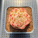 Echeveria 'Phoenix Fire' 2" Succulent Plant Cutting