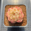 Echeveria 'Phoenix Fire' 2" Succulent Plant Cutting