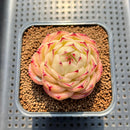 Echeveria 'Phoenix Fire' 2" Succulent Plant Cutting