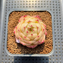 Echeveria 'Phoenix Fire' 2" Succulent Plant Cutting