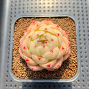 Echeveria 'Phoenix Fire' 2" Succulent Plant Cutting