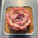 Echeveria 'Black Waterfall' 2" Succulent Plant Cutting