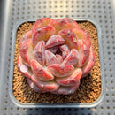 Echeveria 'Black Waterfall' 2" Succulent Plant Cutting