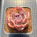 Echeveria 'Black Waterfall' 2" Succulent Plant Cutting