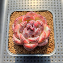 Echeveria 'Black Waterfall' 2" Succulent Plant Cutting