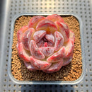 Echeveria 'Black Waterfall' 2" Succulent Plant Cutting